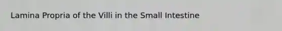 Lamina Propria of the Villi in the Small Intestine