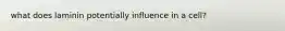 what does laminin potentially influence in a cell?