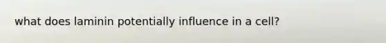 what does laminin potentially influence in a cell?