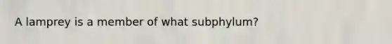 A lamprey is a member of what subphylum?