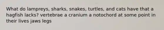 What do lampreys, sharks, snakes, turtles, and cats have that a hagfish lacks? vertebrae a cranium a notochord at some point in their lives jaws legs