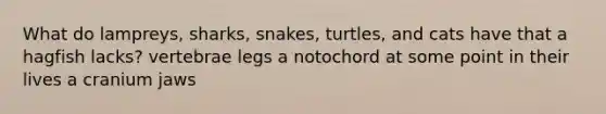 What do lampreys, sharks, snakes, turtles, and cats have that a hagfish lacks? vertebrae legs a notochord at some point in their lives a cranium jaws