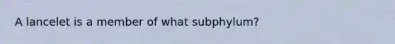 A lancelet is a member of what subphylum?