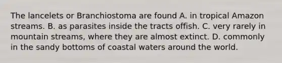 The lancelets or Branchiostoma are found A. in tropical Amazon streams. B. as parasites inside the tracts offish. C. very rarely in mountain streams, where they are almost extinct. D. commonly in the sandy bottoms of coastal waters around the world.