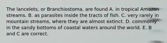 The lancelets, or Branchiostoma, are found A. in tropical Amazon streams. B. as parasites inside the tracts of fish. C. very rarely in mountain streams, where they are almost extinct. D. commonly in the sandy bottoms of coastal waters around the world. E. B and C are correct.