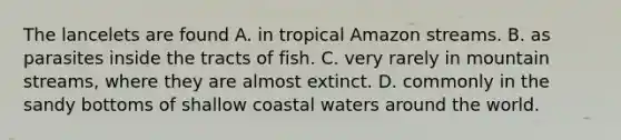 The lancelets are found A. in tropical Amazon streams. B. as parasites inside the tracts of fish. C. very rarely in mountain streams, where they are almost extinct. D. commonly in the sandy bottoms of shallow coastal waters around the world.