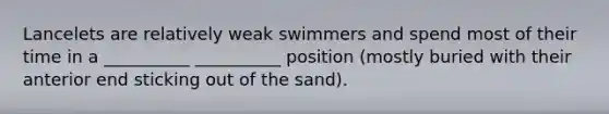 Lancelets are relatively weak swimmers and spend most of their time in a __________ __________ position (mostly buried with their anterior end sticking out of the sand).