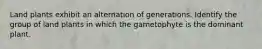 Land plants exhibit an alternation of generations. Identify the group of land plants in which the gametophyte is the dominant plant.