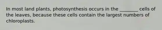 In most land plants, photosynthesis occurs in the ________ cells of the leaves, because these cells contain the largest numbers of chloroplasts.