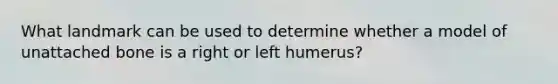 What landmark can be used to determine whether a model of unattached bone is a right or left humerus?