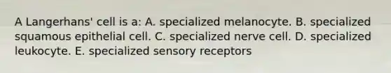 A Langerhans' cell is a: A. specialized melanocyte. B. specialized squamous epithelial cell. C. specialized nerve cell. D. specialized leukocyte. E. specialized sensory receptors