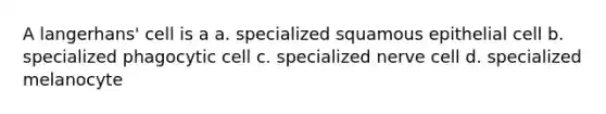 A langerhans' cell is a a. specialized squamous epithelial cell b. specialized phagocytic cell c. specialized nerve cell d. specialized melanocyte