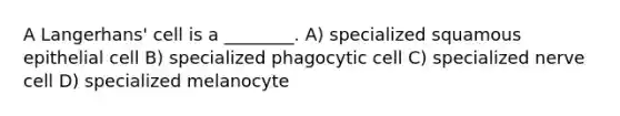 A Langerhans' cell is a ________. A) specialized squamous epithelial cell B) specialized phagocytic cell C) specialized nerve cell D) specialized melanocyte