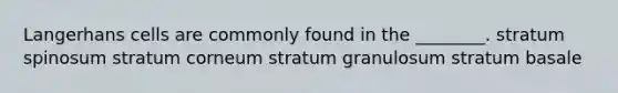 Langerhans cells are commonly found in the ________. stratum spinosum stratum corneum stratum granulosum stratum basale