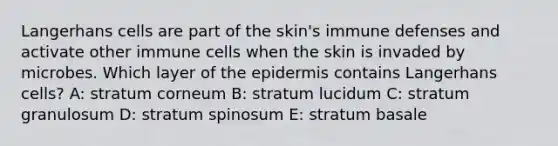 Langerhans cells are part of the skin's immune defenses and activate other immune cells when the skin is invaded by microbes. Which layer of the epidermis contains Langerhans cells? A: stratum corneum B: stratum lucidum C: stratum granulosum D: stratum spinosum E: stratum basale