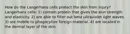 How do the Langerhans cells protect the skin from injury? Langerhans cells: 1) contain protein that gives the skin strength and elasticity. 2) are able to filter out beta ultraviolet light waves. 3) are mobile to phagocytize foreign material. 4) are located in the dermal layer of the skin.