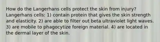 How do the Langerhans cells protect the skin from injury? Langerhans cells: 1) contain protein that gives the skin strength and elasticity. 2) are able to filter out beta ultraviolet light waves. 3) are mobile to phagocytize foreign material. 4) are located in the dermal layer of the skin.