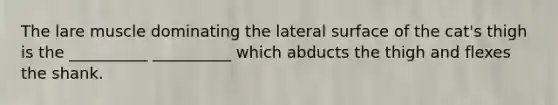 The lare muscle dominating the lateral surface of the cat's thigh is the __________ __________ which abducts the thigh and flexes the shank.