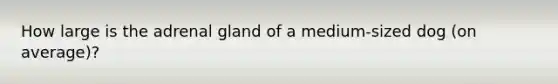 How large is the adrenal gland of a medium-sized dog (on average)?