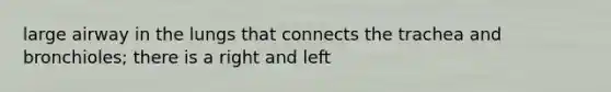 large airway in the lungs that connects the trachea and bronchioles; there is a right and left