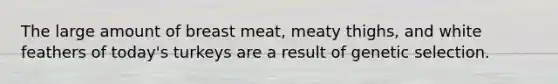 The large amount of breast meat, meaty thighs, and white feathers of today's turkeys are a result of genetic selection.