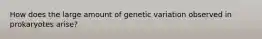 How does the large amount of genetic variation observed in prokaryotes arise?