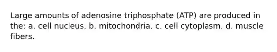 Large amounts of adenosine triphosphate (ATP) are produced in the: a. cell nucleus. b. mitochondria. c. cell cytoplasm. d. muscle fibers.