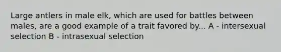 Large antlers in male elk, which are used for battles between males, are a good example of a trait favored by... A - intersexual selection B - intrasexual selection