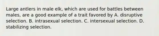 Large antlers in male elk, which are used for battles between males, are a good example of a trait favored by A. disruptive selection. B. intrasexual selection. C. intersexual selection. D. stabilizing selection.