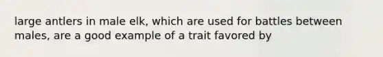 large antlers in male elk, which are used for battles between males, are a good example of a trait favored by