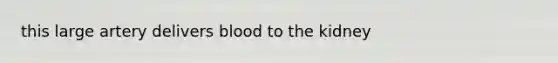 this large artery delivers blood to the kidney