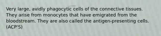 Very large, avidly phagocytic cells of the connective tissues. They arise from monocytes that have emigrated from the bloodstream. They are also called the antigen-presenting cells. (ACP'S)