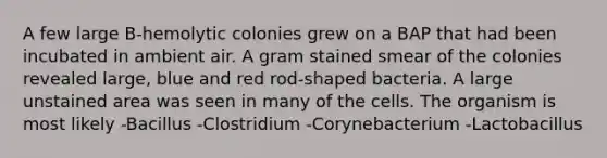 A few large B-hemolytic colonies grew on a BAP that had been incubated in ambient air. A gram stained smear of the colonies revealed large, blue and red rod-shaped bacteria. A large unstained area was seen in many of the cells. The organism is most likely -Bacillus -Clostridium -Corynebacterium -Lactobacillus