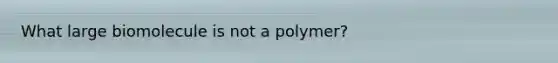 What large biomolecule is not a polymer?