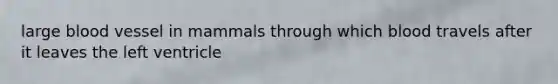 large blood vessel in mammals through which blood travels after it leaves the left ventricle