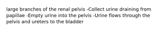 large branches of the renal pelvis -Collect urine draining from papillae -Empty urine into the pelvis -Urine flows through the pelvis and ureters to the bladder