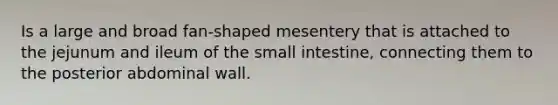 Is a large and broad fan-shaped mesentery that is attached to the jejunum and ileum of the small intestine, connecting them to the posterior abdominal wall.