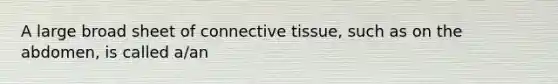 A large broad sheet of connective tissue, such as on the abdomen, is called a/an