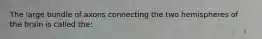 The large bundle of axons connecting the two hemispheres of the brain is called the: