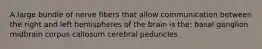 A large bundle of nerve fibers that allow communication between the right and left hemispheres of the brain is the: basal ganglion midbrain corpus callosum cerebral peduncles