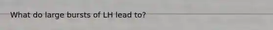What do large bursts of LH lead to?