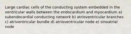 Large cardiac cells of the conducting system embedded in the ventricular walls between the endocardium and myocardium a) subendocardial conducting network b) atrioventricular branches c) atriventricular bundle d) atrioventricular node e) sinoatrial node