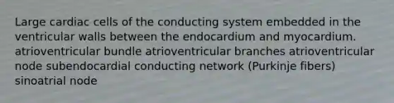 Large cardiac cells of the conducting system embedded in the ventricular walls between the endocardium and myocardium. atrioventricular bundle atrioventricular branches atrioventricular node subendocardial conducting network (Purkinje fibers) sinoatrial node