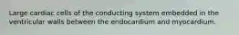 Large cardiac cells of the conducting system embedded in the ventricular walls between the endocardium and myocardium.
