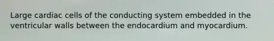 Large cardiac cells of the conducting system embedded in the ventricular walls between the endocardium and myocardium.