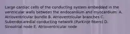 Large cardiac cells of the conducting system embedded in the ventricular walls between the endocardium and myocardium: A. Atrioventricular bundle B. Atrioventricular branches C. Subendocaredial conducting network (Purkinje fibers) D. Sinoatrial node E. Atrioventricular node