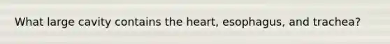 What large cavity contains the heart, esophagus, and trachea?