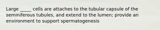 Large _____ cells are attaches to the tubular capsule of the seminiferous tubules, and extend to the lumen; provide an environment to support spermatogenesis