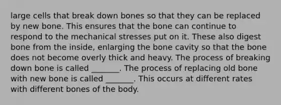 large cells that break down bones so that they can be replaced by new bone. This ensures that the bone can continue to respond to the mechanical stresses put on it. These also digest bone from the inside, enlarging the bone cavity so that the bone does not become overly thick and heavy. The process of breaking down bone is called _______. The process of replacing old bone with new bone is called _______. This occurs at different rates with different bones of the body.