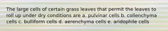 The large cells of certain grass leaves that permit the leaves to roll up under dry conditions are a. pulvinar cells b. collenchyma cells c. bulliform cells d. aerenchyma cells e. aridophile cells